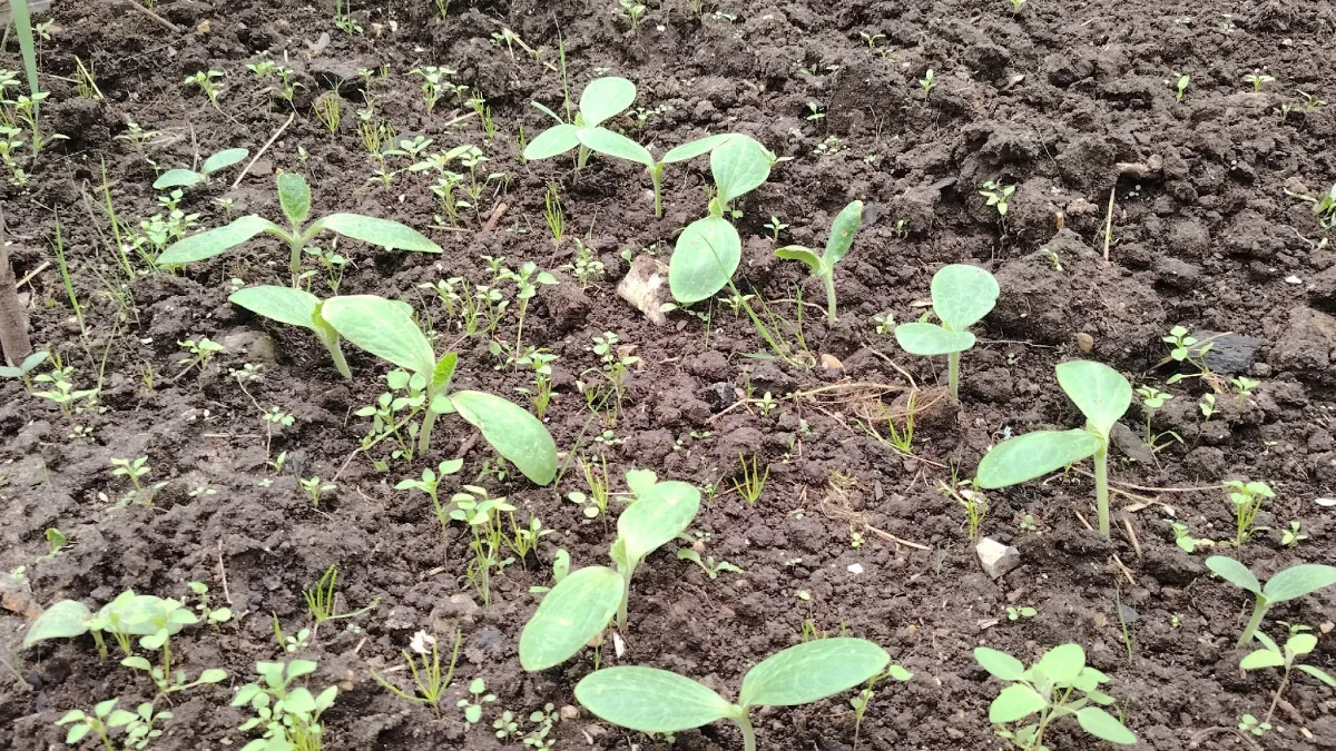 Пластиковые стаканы - на мусорку: для огурцов выбираю другую тару - рассада станет толщиной с мизинец