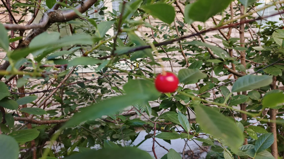 Как добиться богатого урожая вишни с помощью золы