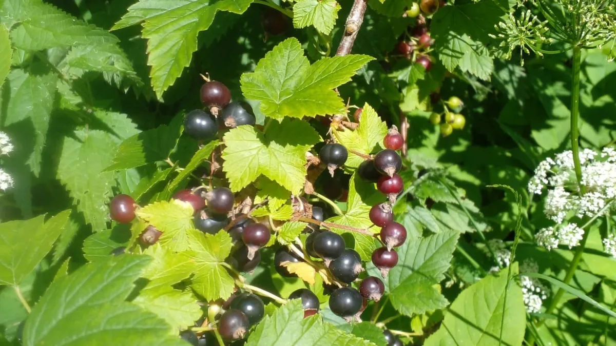 1 горсть под куст — и смородина ломится от ягод: сладких, крупных, без намека на кислинку