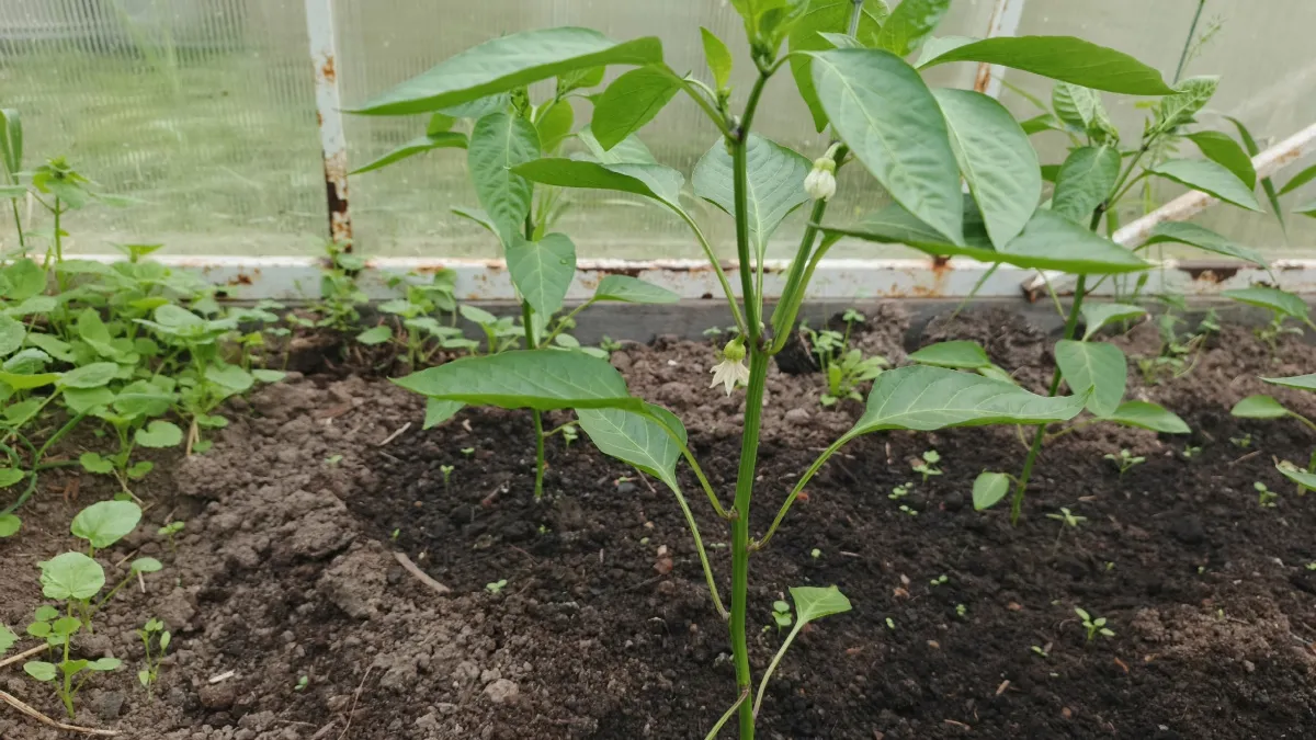 Всего 2 добавки в покупной грунт, и рассада перцев растет как на дрожжах — делюсь методом