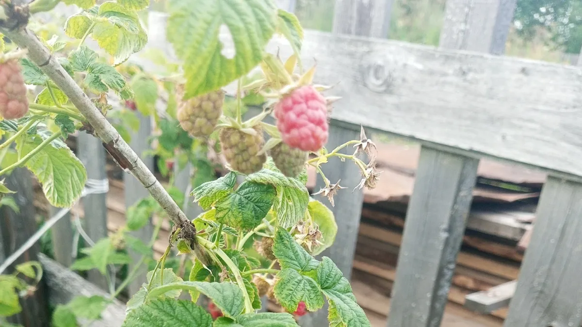 Садовый гигант на ветке: сорт малины который выдаёт сладкие плоды до семи граммов