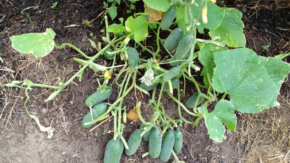 Сеять огурцы как раньше на рассаду уже не модно: вот как делают опытные дачники в 2026