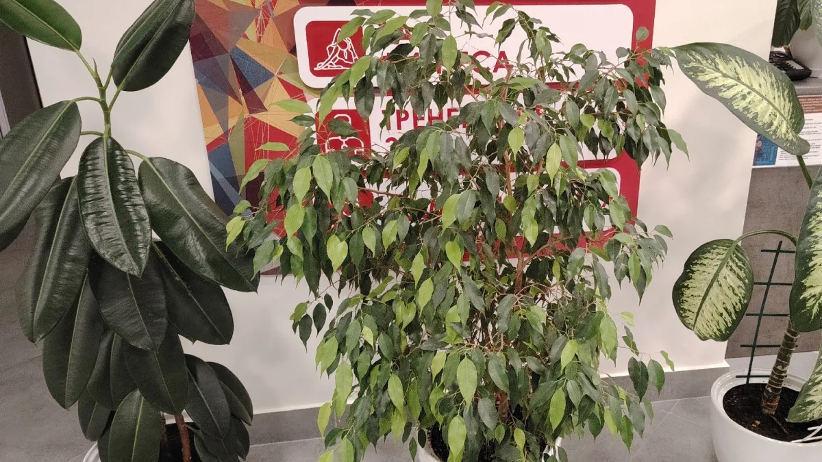 Как правильно выращивать фикус