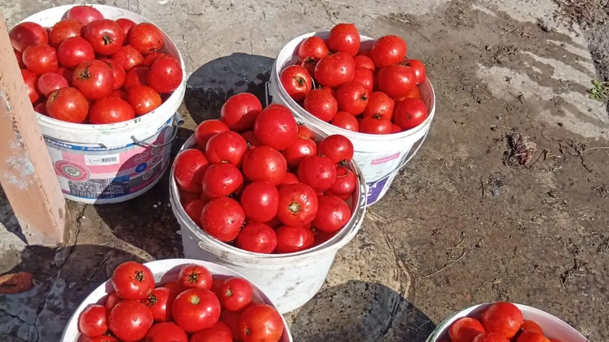 Перестала подвязывать томаты и начала собирать урожай ведрами: плодоносят ковром все лето без хлопот, помидорчиков — море