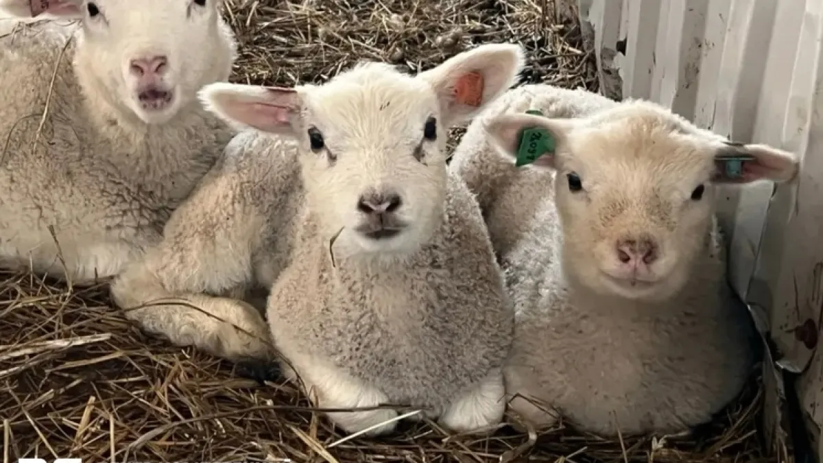 Калужский фермер готовится получить статус племенного репродуктора овец породы Тексель