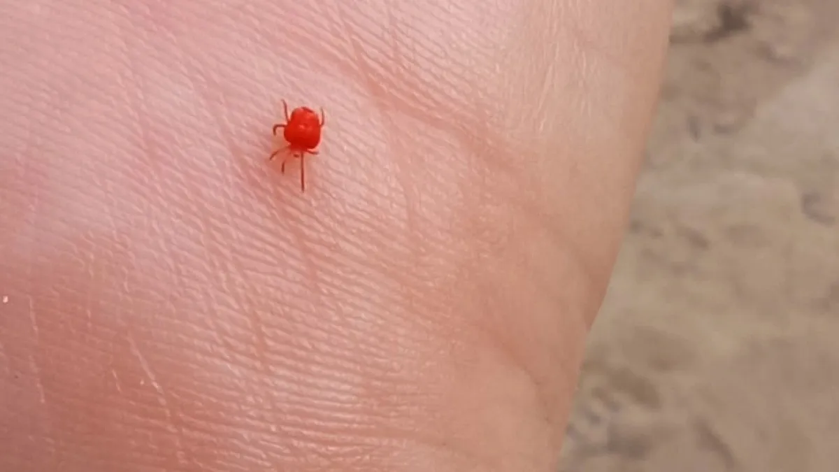 Что положить под малину и смородину, чтобы клещи «склеили лапки» — барьер на сезон-2026