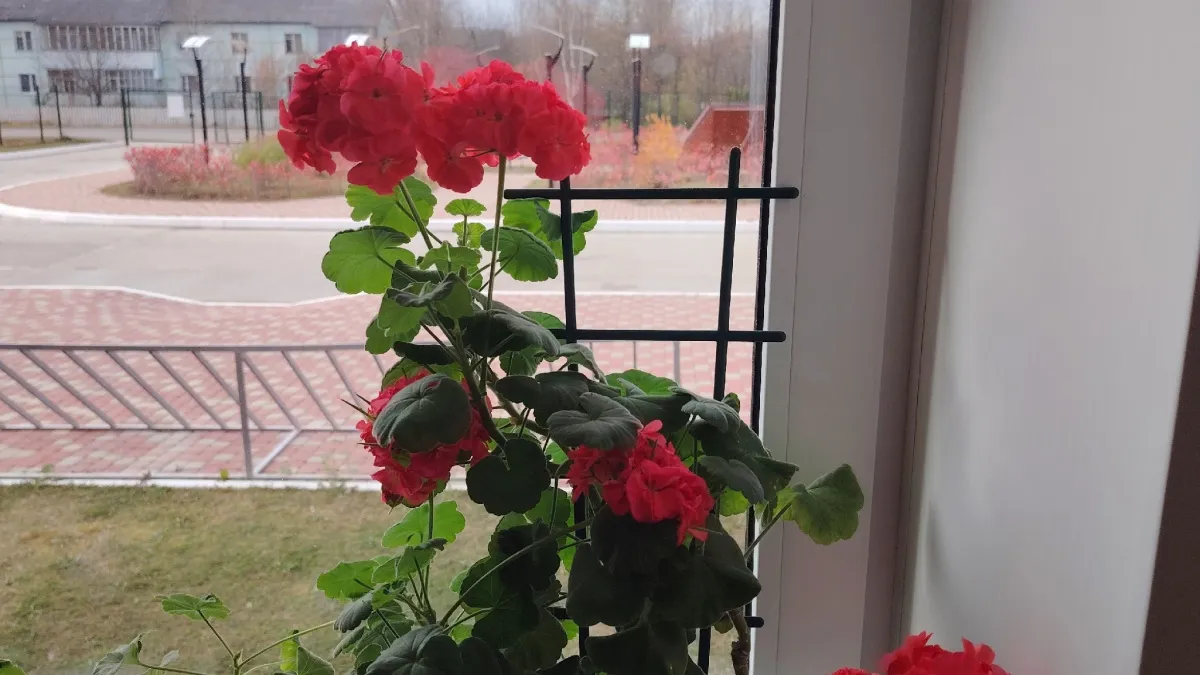 Как поливать герань в горшке