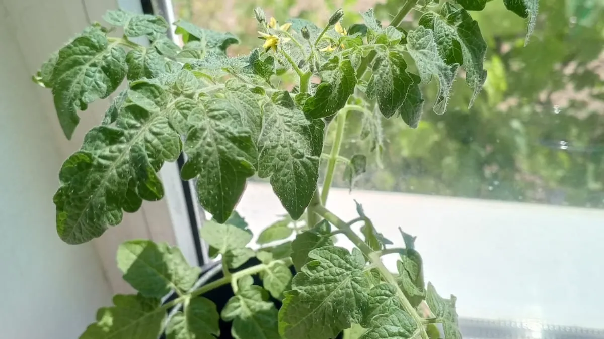 После появления всходов томатов – обязательно: 2 г в воду – и рассада попрет как на дрожжах, вырастет мощной и стойкой