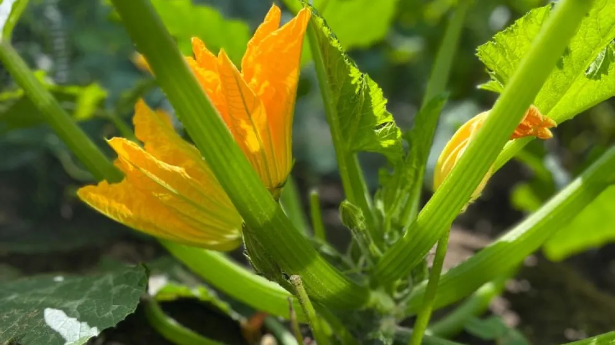 Когда рассаживать кабачки: сроки пикировки и как правильно рассадить растения