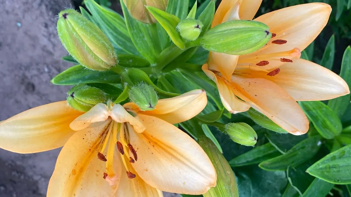 Клумба без перерыва: эти 7 однолетников цветут всё лето до осени. Не боятся жары и не создают хлопот