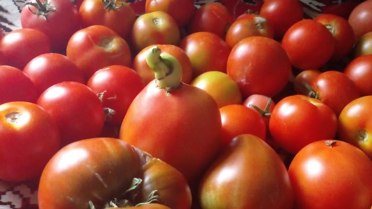 Не сорт, а превосходный десерт: плоды этих томатов слаще меда и весят 500 грамм