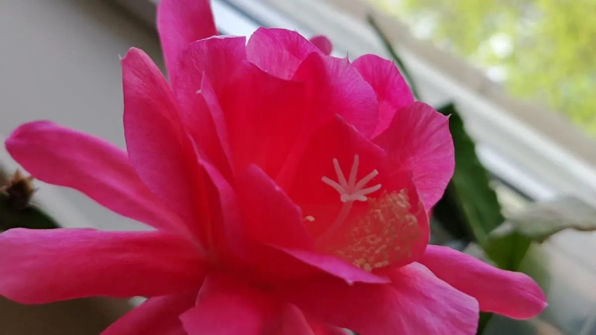 В марте  декабристу – нужно как воздух: 0,5 ч. ложки в воду – и в апреле бутонов будет не счесть, полезут как угорелые, один за другим