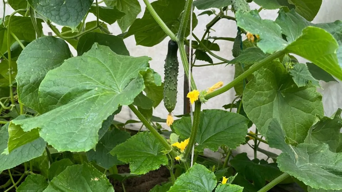 Теперь сею огурцы по новому методу: дружные всходы, а рассада крепкая, стволы как дубки