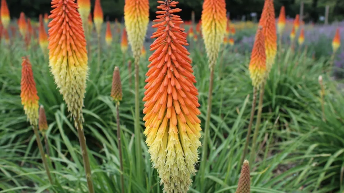 Королева без капризов: как превратить обычную дачу в парфюмерный оазис с помощью одного многолетника