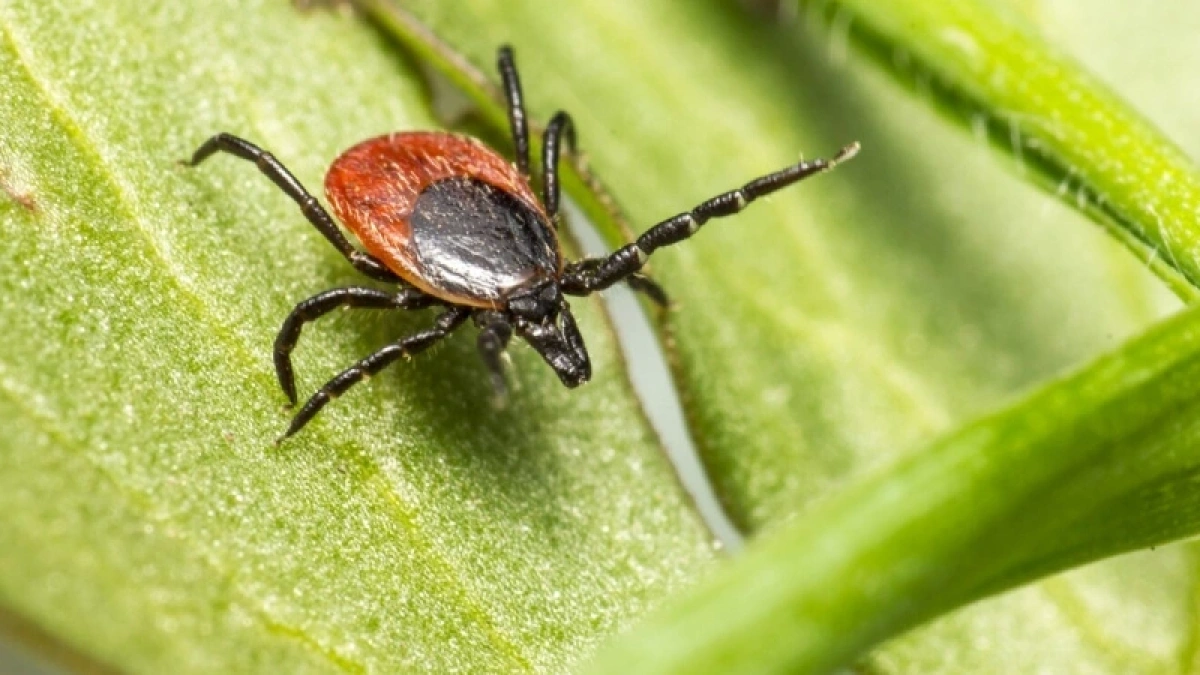 100 мл в воду - и голодные клещи даже на километр не приближаются: защита намного лучше, чем от дорогих репеллентов