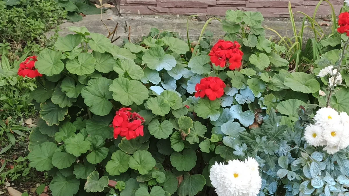 Почему герань растет «палкой» и как заставить ее цвести