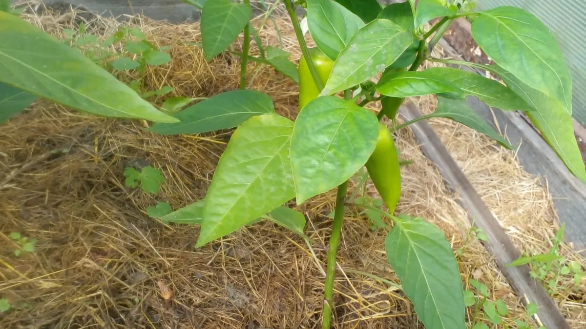 Секреты крепкой рассады перца: как и чем подкармливать и поливать — советы садовода