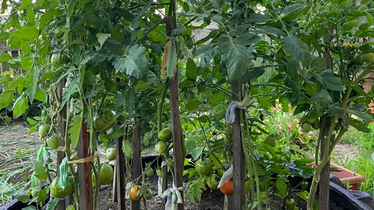 Лучшие сорта томатов для открытого грунта