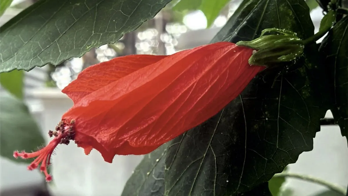 В ботаническом саду Калуги зацвел гость из американских тропиков