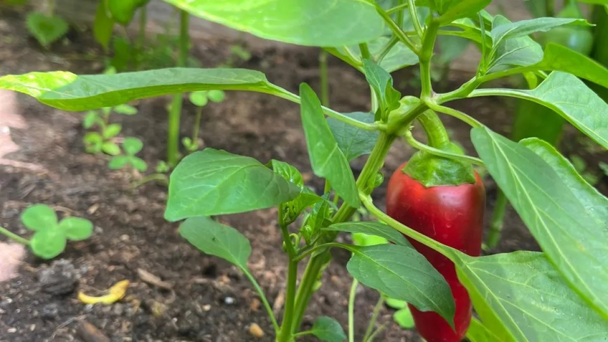 Перцы не любят одиночества: какие растения-соседи превратят обычную грядку в оазис урожая