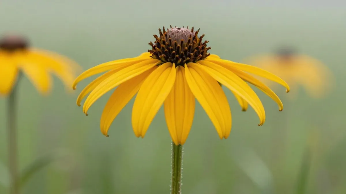 5 однолетников, которые ещё можно посеять в середине марта — рассада не подведёт