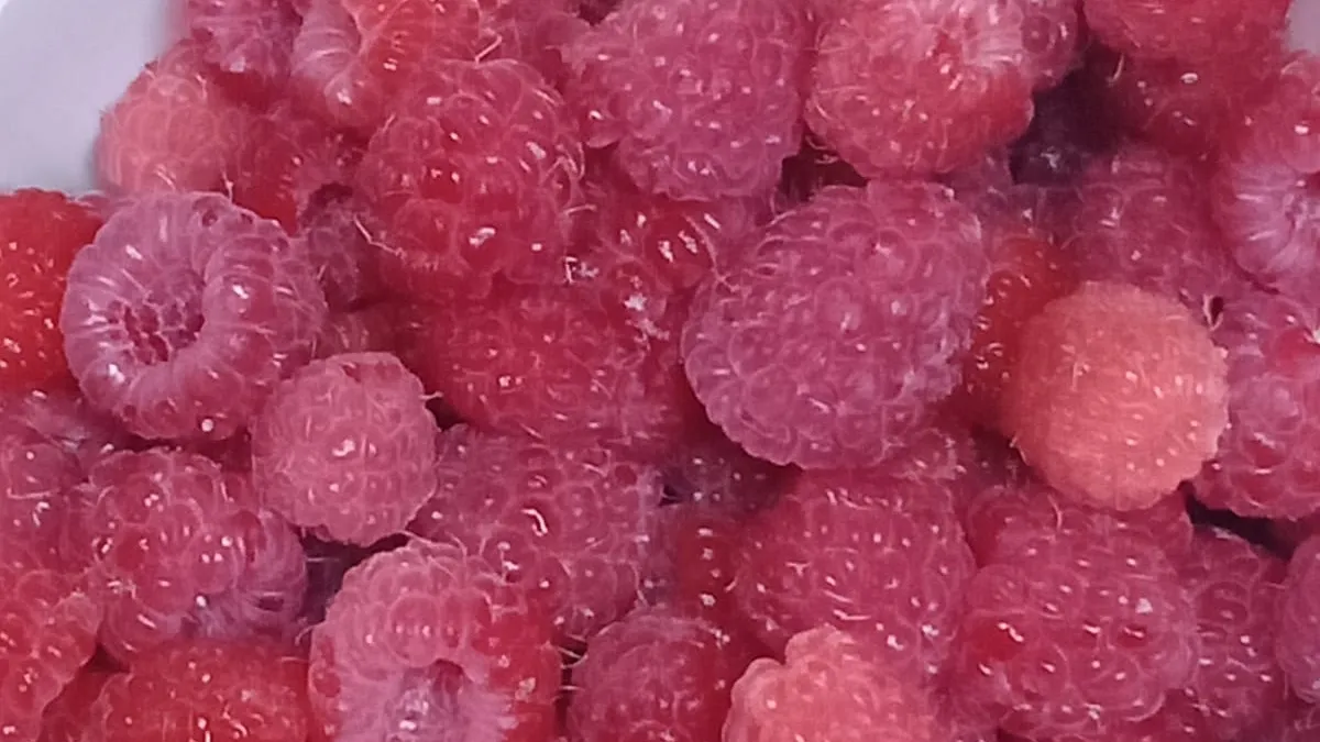 Стригу малину под ноль в марте: не дикость, а для эффективного повышения урожая