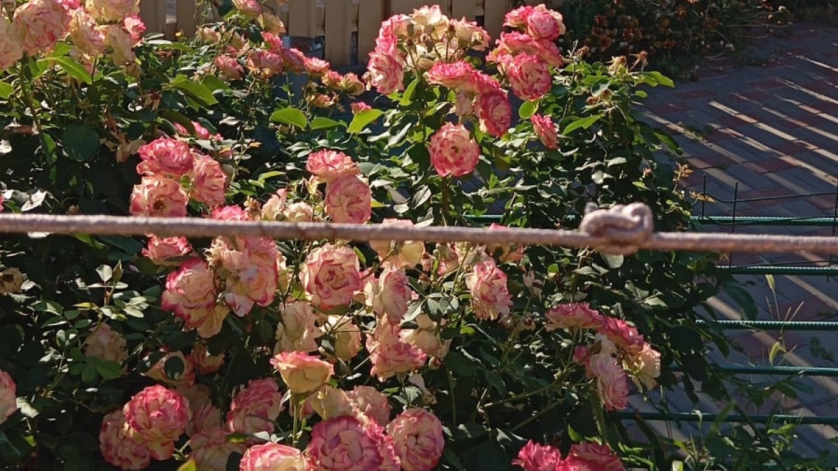 Только в марте! 12 многолетников, которые нужно посеять прямо сейчас: цветут все лето до поздней осени