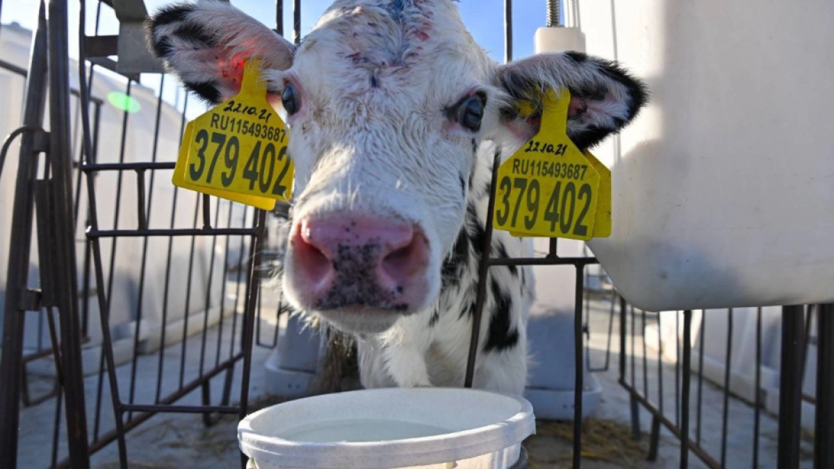 Калужская область сохраняет эпизоотическое благополучие благодаря отечественным ветпрепаратам