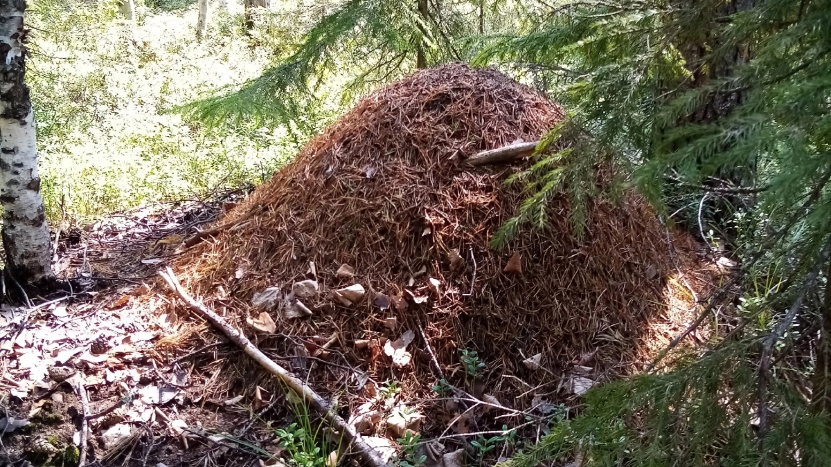 Рассыпаю это на грядках весной — муравьи сбегают с дачи как ошпаренные, сверкая пятками: всего 1 пакетик, никакой химии