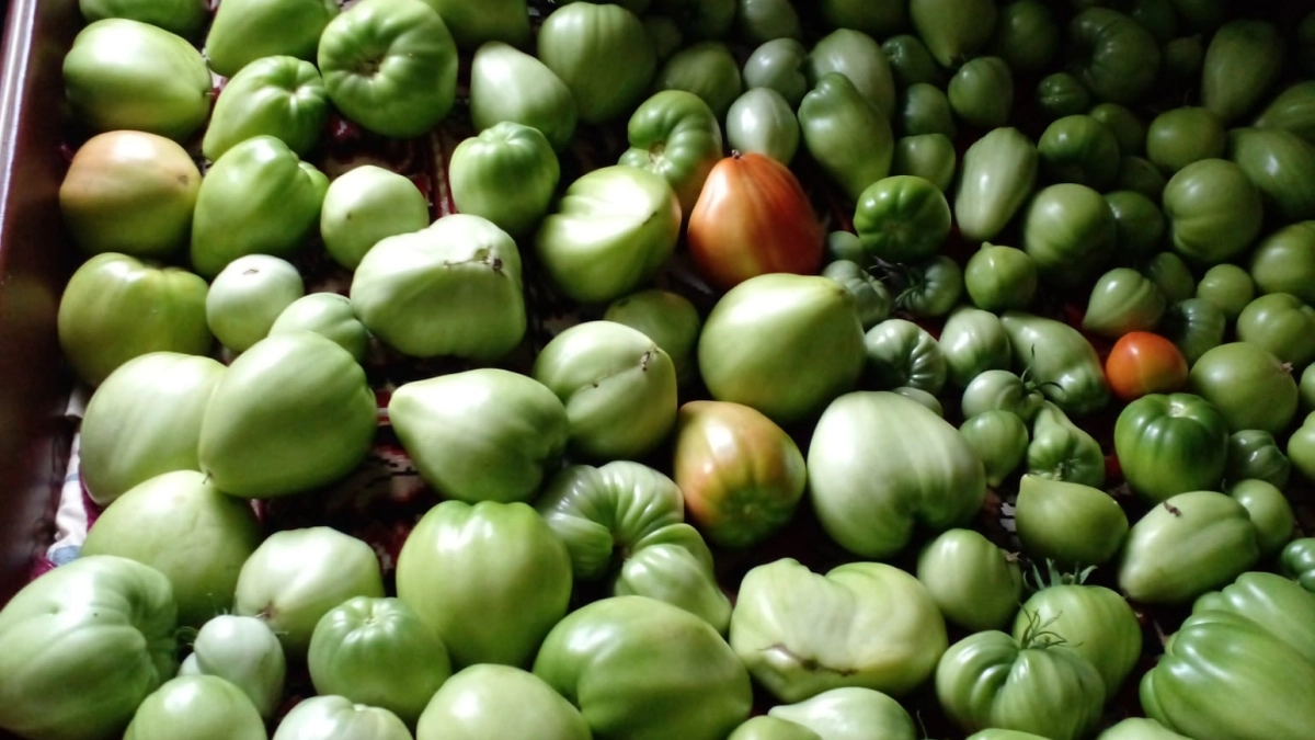 Из 1372 гибридов всегда сажаю 2: томаты выдают телегами в любом регионе: для теплицы и для грунта — фавориты продаж 2026 года 