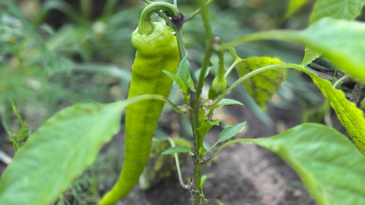 Забытая формула лесной подстилки: простая добавка имитирует лучшую почву для роста перцев