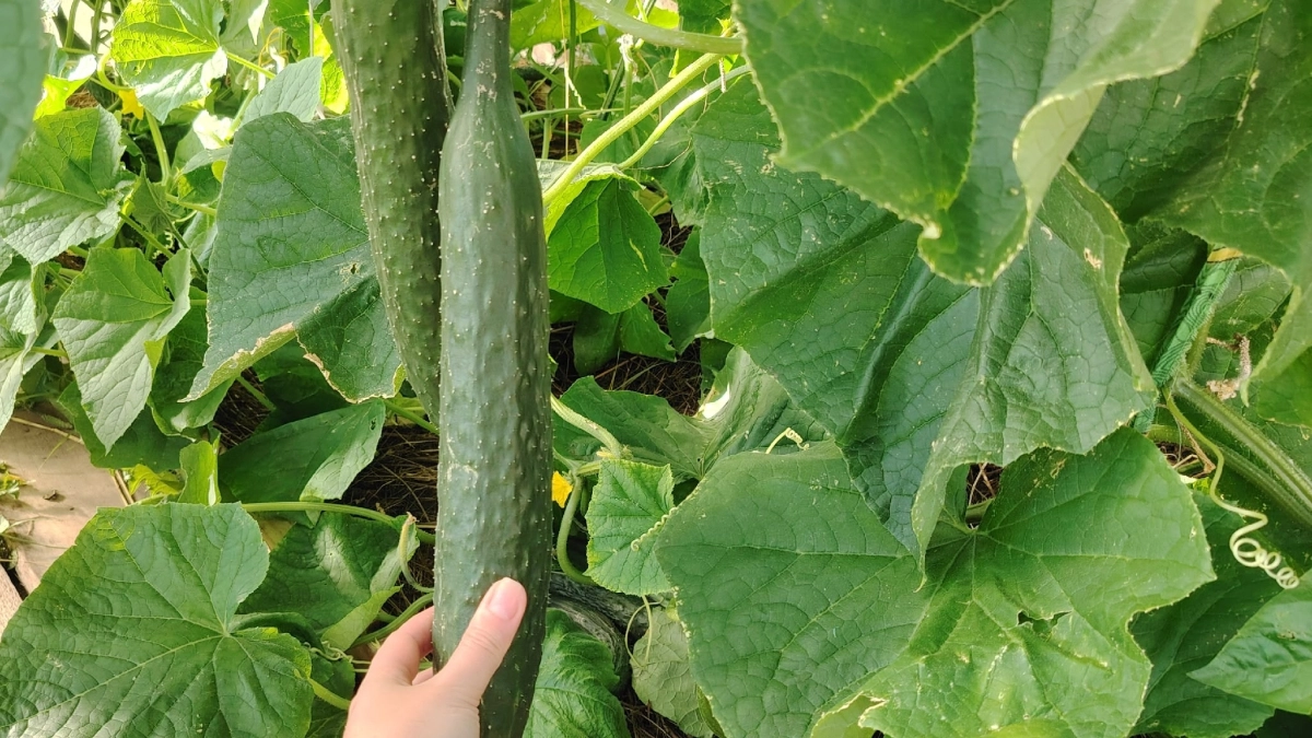 Чем лучше подкормить огурцы: календарь подкормок