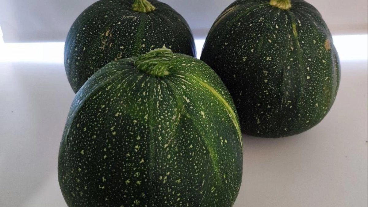 Осталось 4 дня: когда и как сеять кабачки в марте 2026 года: лунный календарь, правила, советы эксперта