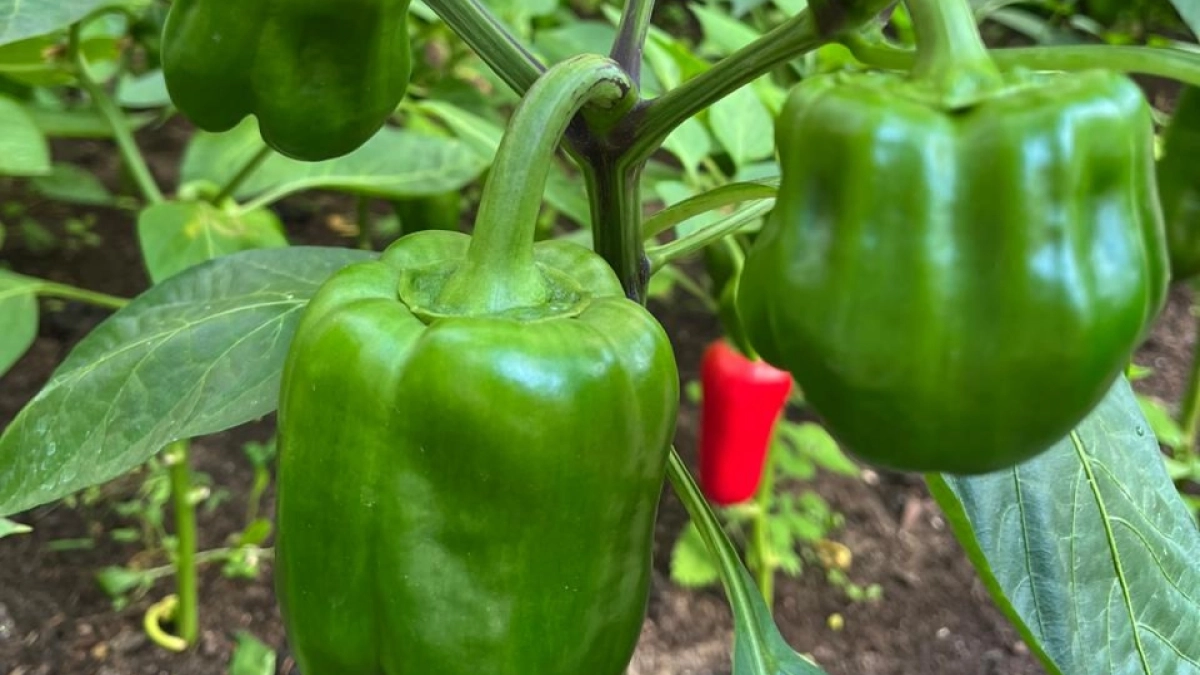 Дачники, это не перец, а сладкая конфета: вкус сочный, не водянистый — плоды огромные, до полкило