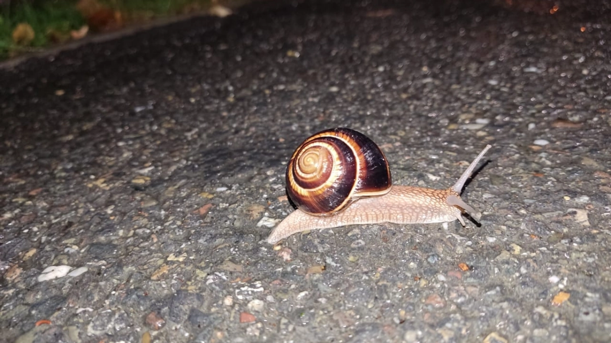 Извожу слизней весной за 15 минут — ползут с дачи как ошпаренные, прихватив улиток: 4 копеечных способа работают безотказно
