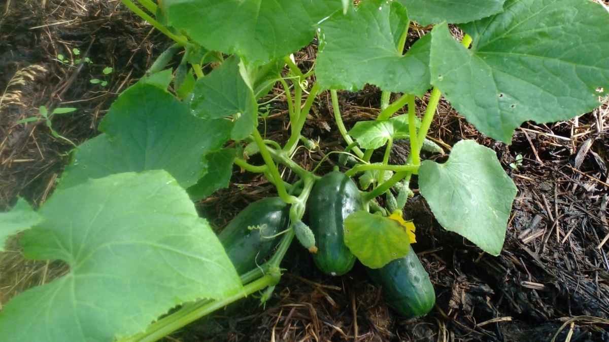 Лучшие соседи для огурцов: сажаю их рядом и вкус огурчиков улучшается