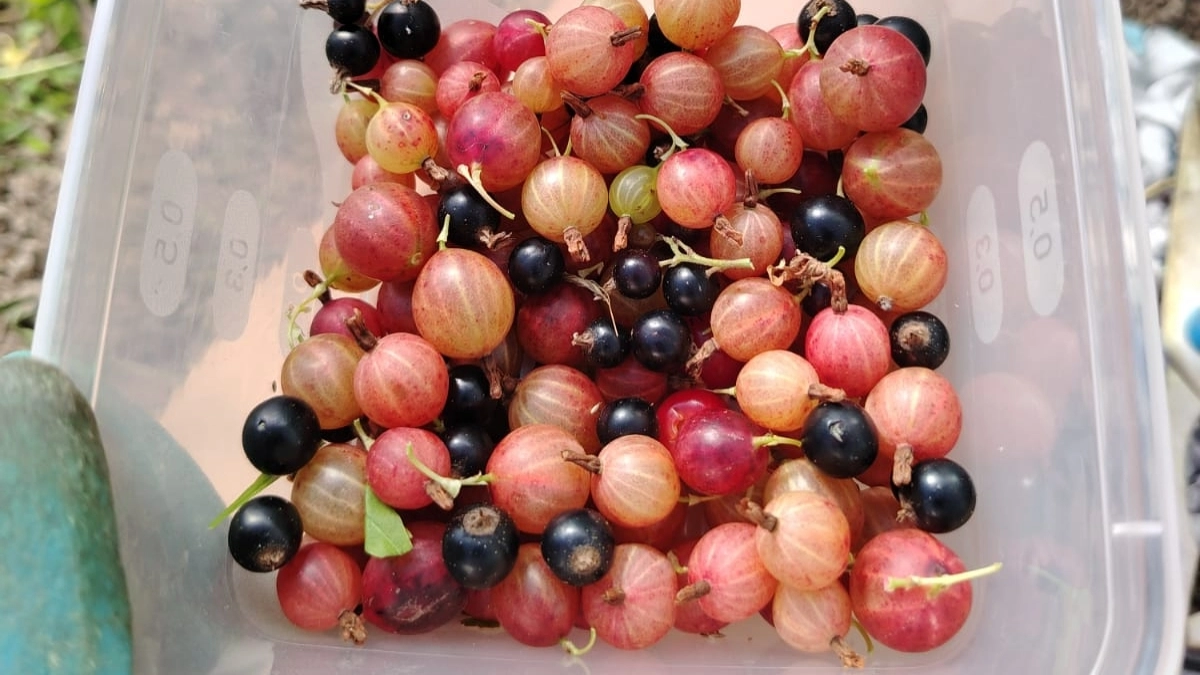 Знаете ли вы, как правильно ошпарить кусты крыжовника и каким культурам кипяток также показан