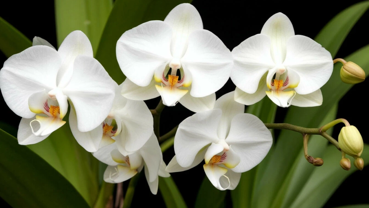 1 стакан весной — орхидея цветет как заводная, всеми цветами радуги: копеечная подкормка