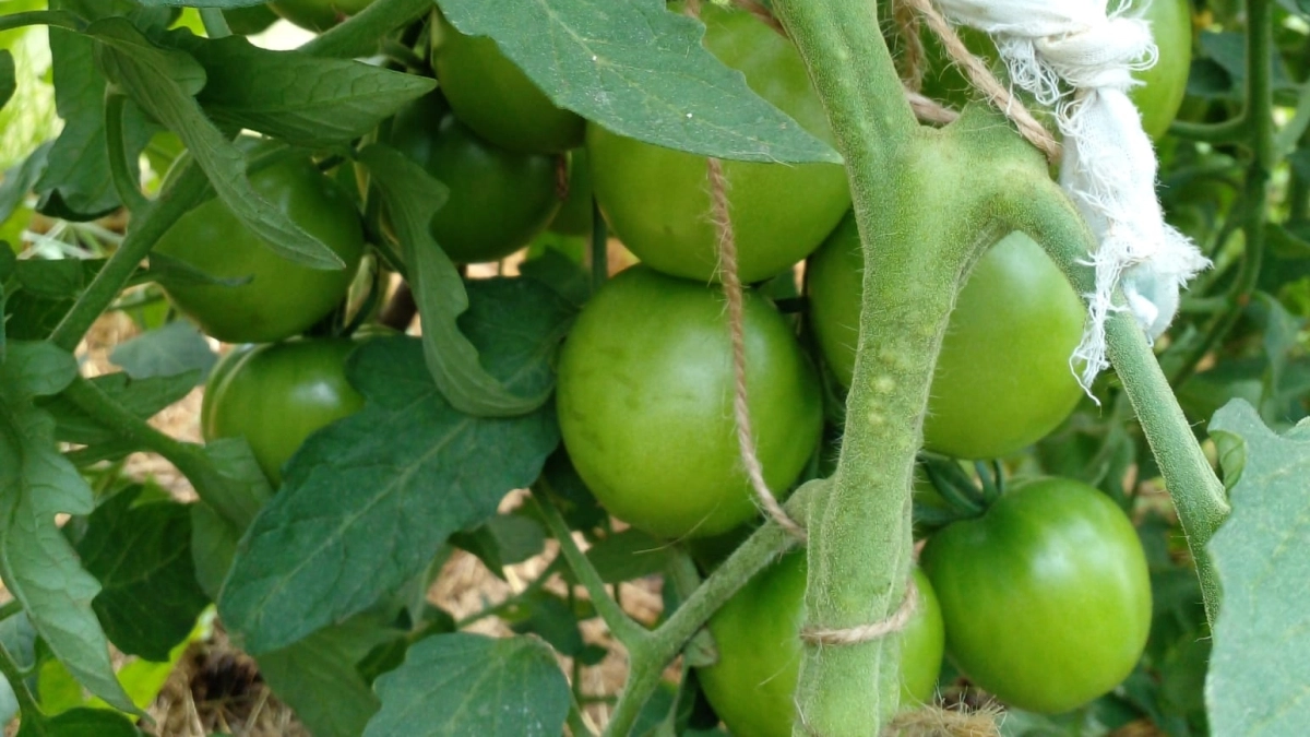 Томаты пойдут в рост, если при посадке добавить в лунку рыбную муку: метод опытных огородников