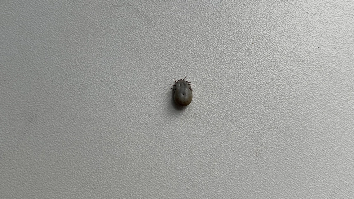 Весной в Калужской области активизировались клещи