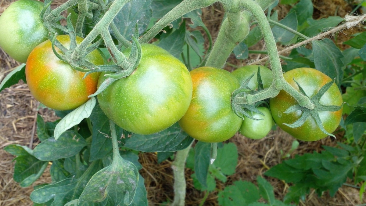 Эти томаты плюют на погоду и законы природы: топ-3 сорта, которые кормят вплоть до холодов