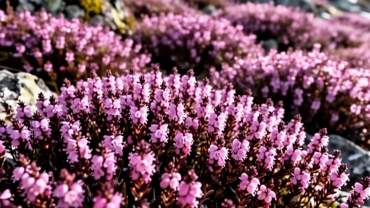 Почему вереск у дома — это рискованная затея: все сажают, но мало кто знает о реальных проблемах