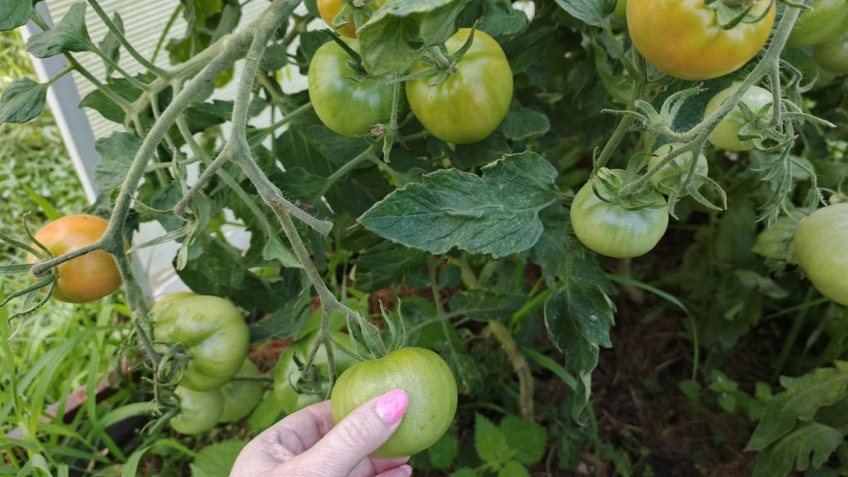 1 стакан под корень — и нарастает пропасть томатов: три важные подкормки, которые сделают все сами