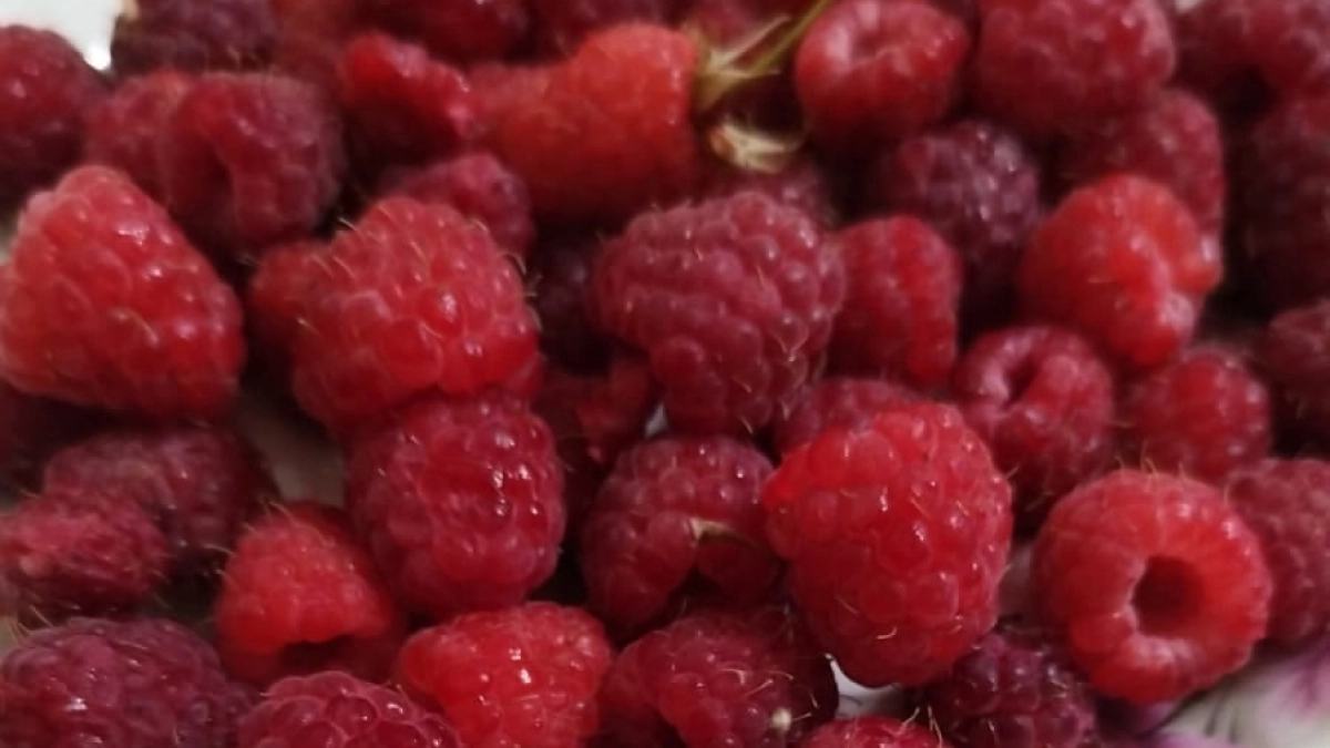 2 литра в марте под каждый куст — и малина будет слаще мёда, крупнее сливы