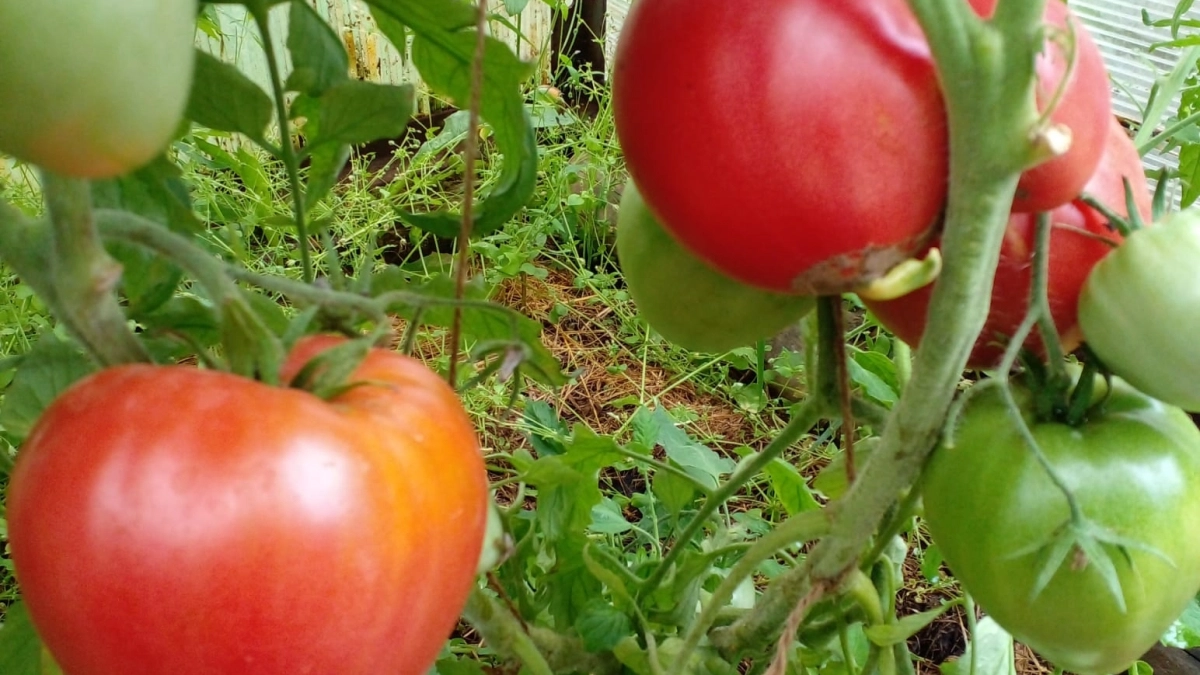 Томаты-богатыри размером с арбуз и слаще  варенья: 10 мясистых и сочных сортов — идеальны для лечо и фаршировки