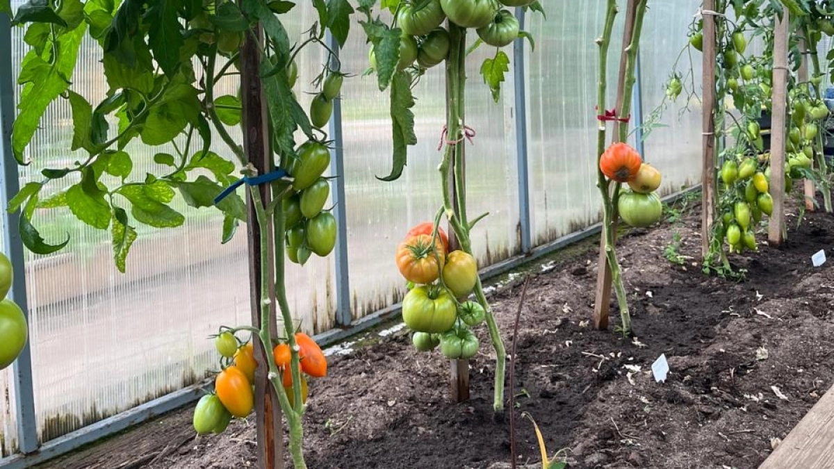 Дачники сметают их с прилавков: топ-5 томатов удивят вас урожаем уже в начале лета — по полкило в кистях и 15 кг с 1 м²