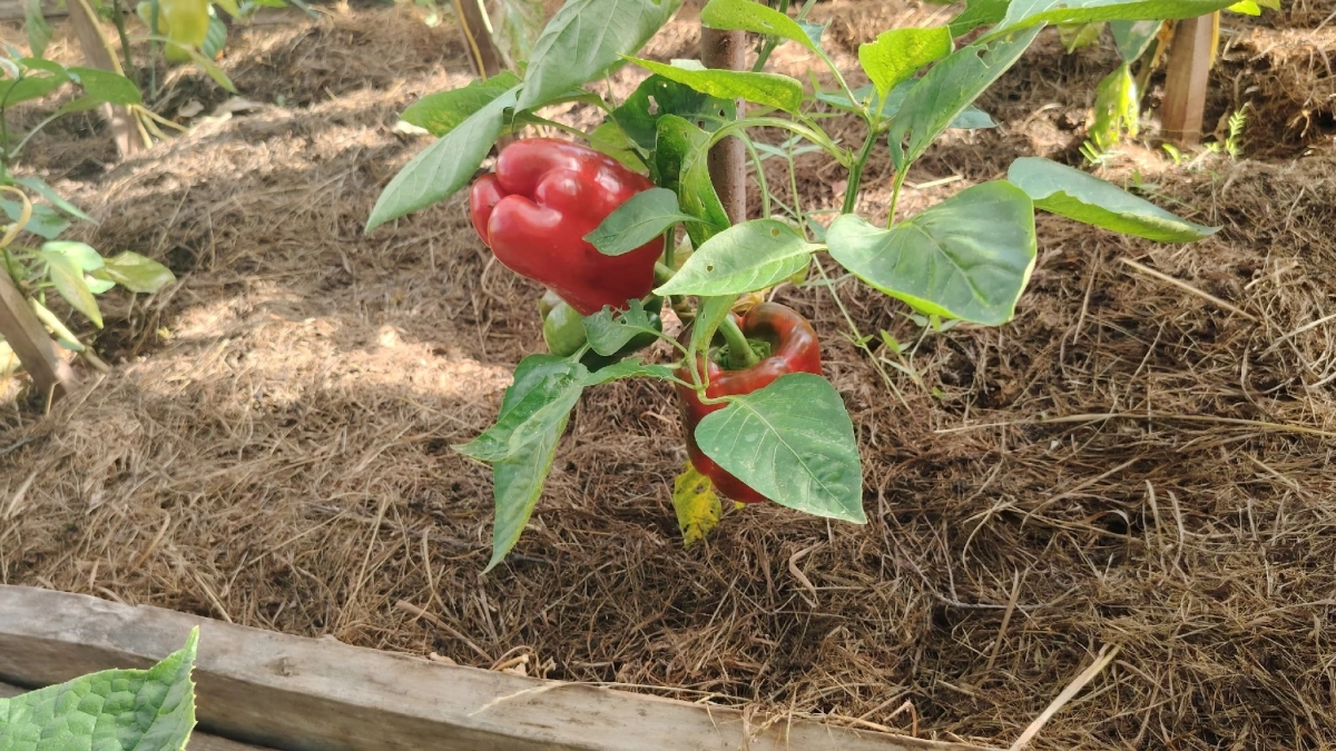 Что добавляют в лунку при посадке перцев опытные агрономы: доступные добавки, которые обеспечат большой урожай