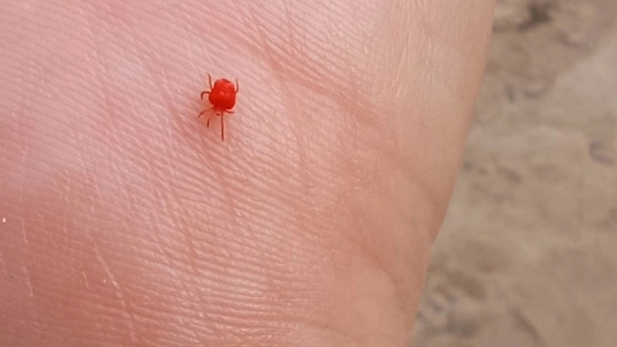 Клещи сдаются без боя: простые проверенные способы очистить участок