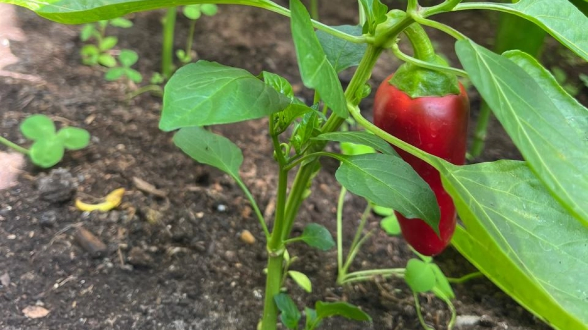 Этот сорт перца фитофтора не берет — кожица плотная, а листья крепкие: зреют так быстро, что не до "болячек"