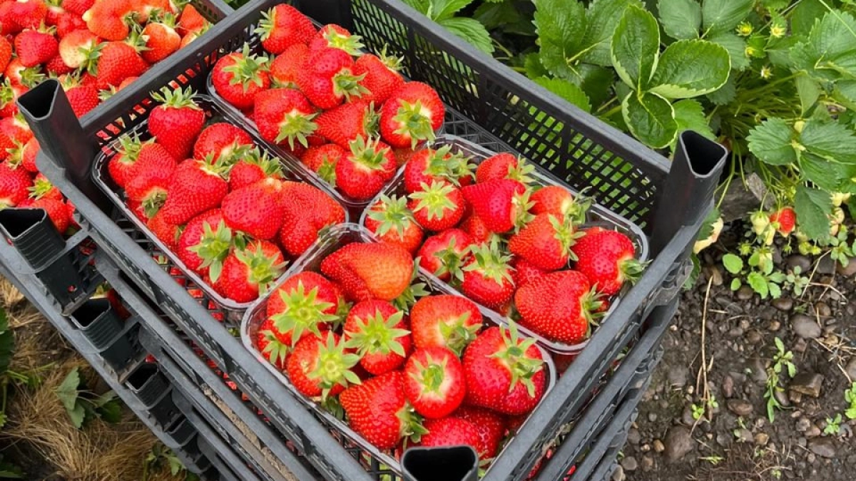 Клубника мечты — не в магазине, а на своей грядке: очень сладкая, но не приторная